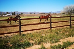 Maine Chance with Safety4Horses Brown Fencing
