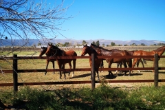 Maine Chance with Safety4Horses Brown Fencing