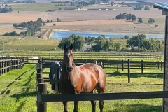 Landskroon Equestrian Center with Safety4Horses Charcoal Fencing