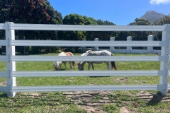 Green Dreams with Safety4Horses White Fencing