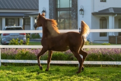 Elkasun Arabian Stud with Safety4Horses White Fencing