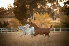 Elkasun Arabian Stud with Safety4Horses White Fencing