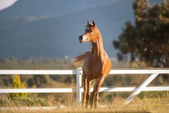 Elkasun Arabian Stud with Safety4Horses White Fencing