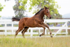 Elkasun Arabian Stud with Safety4Horses White Fencing