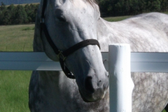 Waterside Farm with Safety4Horses White Fencing