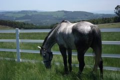 Waterside Farm with Safety4Horses White Fencing